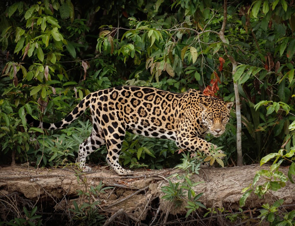Onça-pintada em seu habitat natural representa a biodiversidade sul-americana