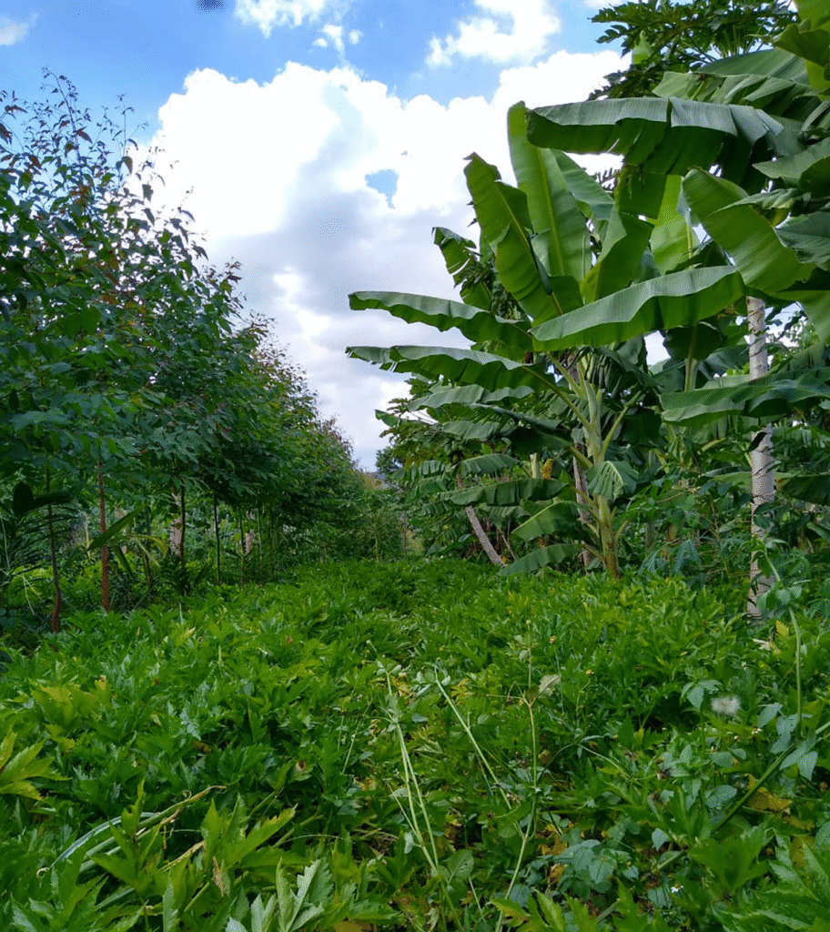 Agrofloresta com bananeiras, mamoeiros e eucaliptos em Alto Paraíso de Goiás, representando sistemas sustentáveis de cultivo.