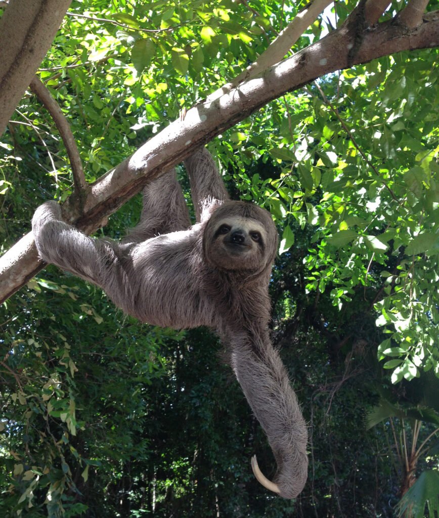 Bicho-preguiça, espécie encontrada no Parque Nacional da Tijuca