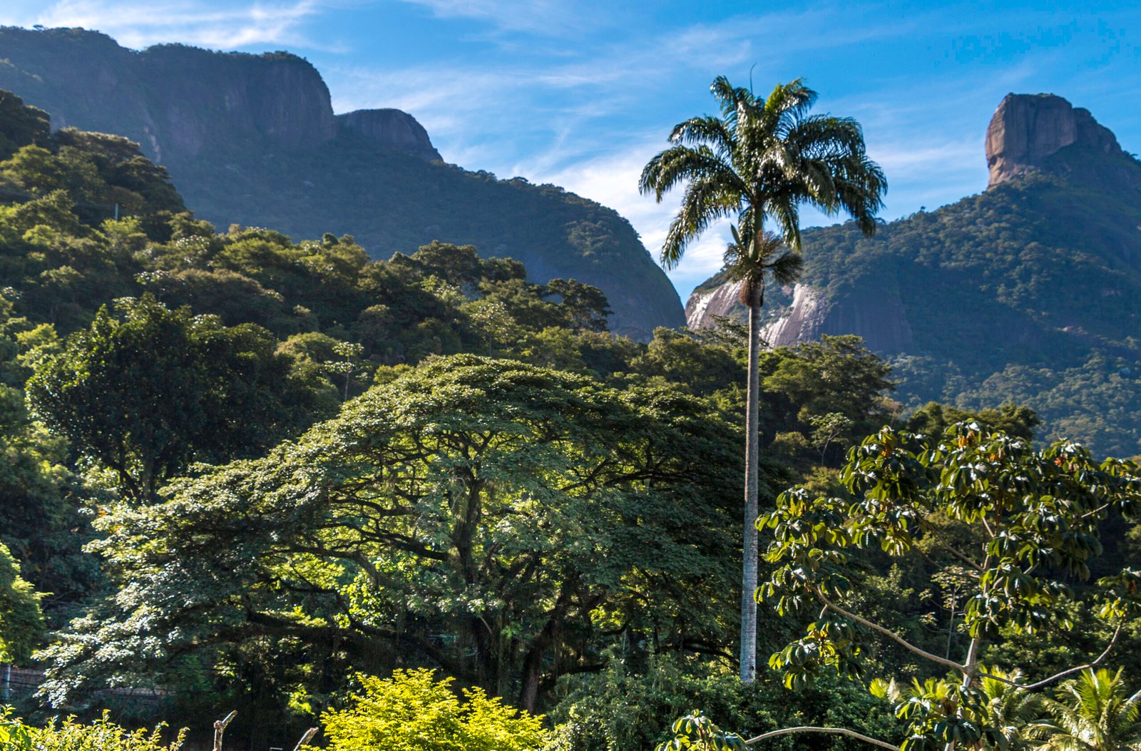 Vista da Floresta da Tijuca com árvores tropicais em primeiro plano e a Pedra da Gávea ao fundo, no Parque Nacional da Tijuca, Rio de Janeiro.