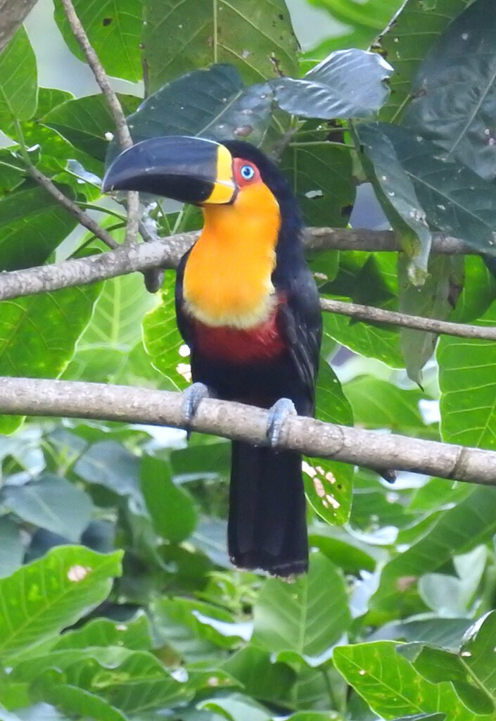 Tucano de bico preto em galho, espécie presente no Parque Nacional da Tijuca, Rio de Janeiro.