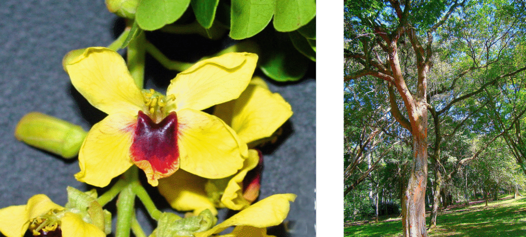 Flor amarela de Pau-Brasil com centro vermelho e exemplar da árvore no Jardim Botânico do Rio de Janeiro, espécie símbolo nacional.