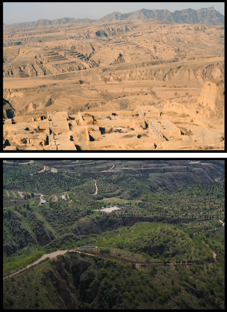 Loess Plateau antes e depois: 1987 árido e erodido versus 2020s verde com terraços e reflorestamento.